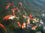 Carpes Koi