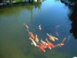 Carpes Koi