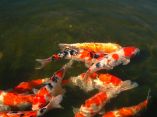 Carpes Koi