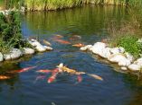 Carpes Koi