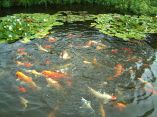 Carpes Koi