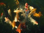 Carpes Koi
