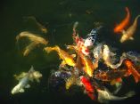 Carpes Koi