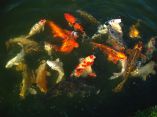 Carpes Koi