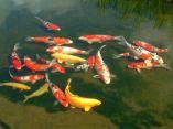 Carpes Koi