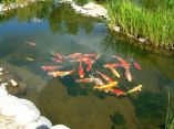 Carpes Koi