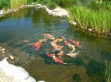 Carpes Koï