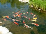 Carpes Koi