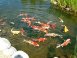 Carpes Koi