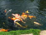 Carpes Koi