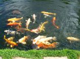 Carpes Koi