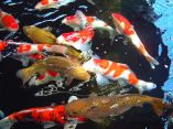 Carpes Koi
