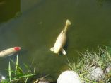 Carpes Koi