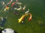 Carpes Koi
