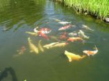 Carpes Koi