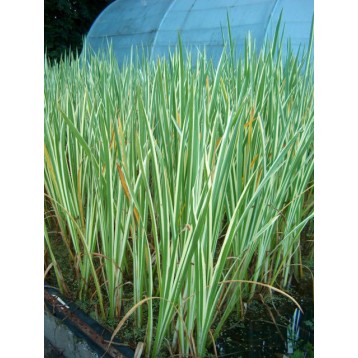 ACORUS CALAMUS VARIEGATUS