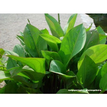 ALISMA PLANTAGO AQUATICA