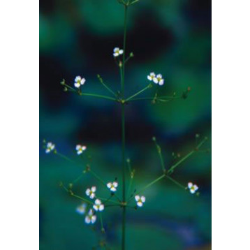 ALISMA LANCEOLATA