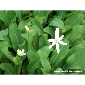 ANEMOPSIS CALIFORNICUM