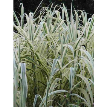 Arundo donax