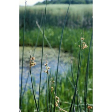 Cyperus lacustris