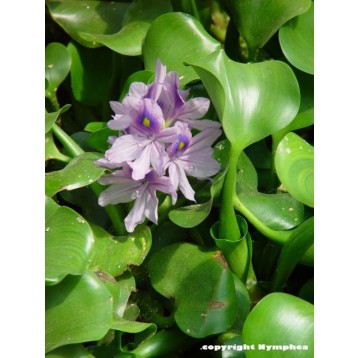 Eicchornia crassipes (jacinthe)