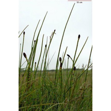 Equisetum fluviatilis