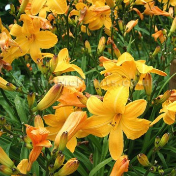 HEMEROCALLIS DIVERS