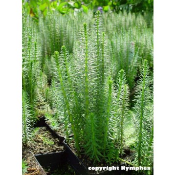 HIPPURIS VULGARIS