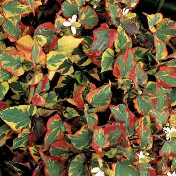 HOUTTUYNIA CORDATA CHAMELEON