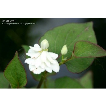 HOUTTUYNIA CORDATA PLENA