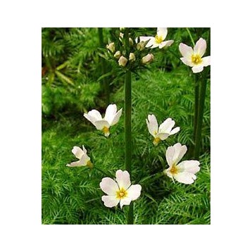 Hottonia palustris