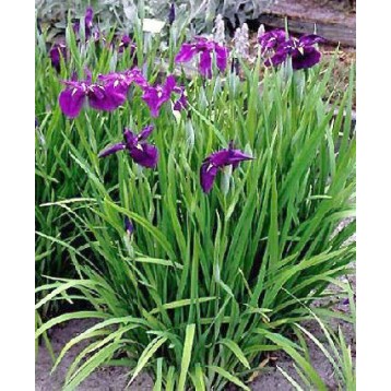 IRIS KAEMPFERI ENSATA