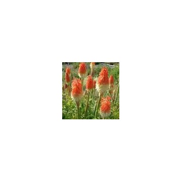 Kniphofia orange