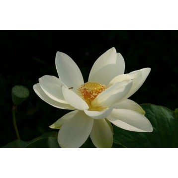 Lotus alba gigantea 15 litres