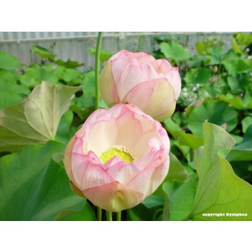 Lotus chawan basu rose et blanc
