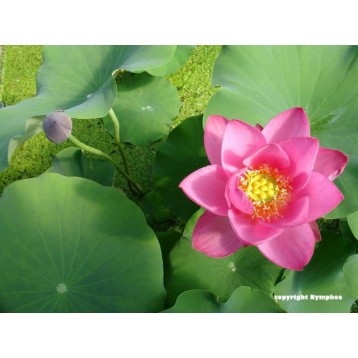 Lotus hong ling jin