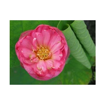 Lotus momo botan rouge 15 litres
