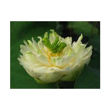 Lotus xiao bitai blanc double 15 litres