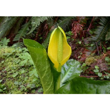 Lysichitum americanum
