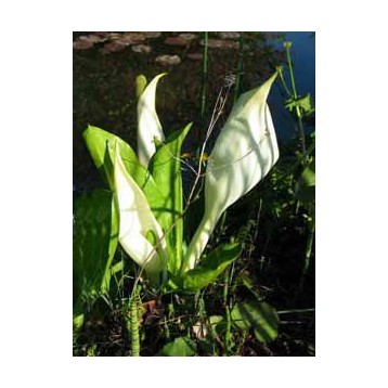 LYSICHITUM CAMTSCHATCENSE
