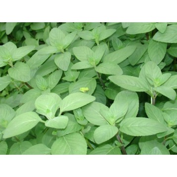 Картинка с форума