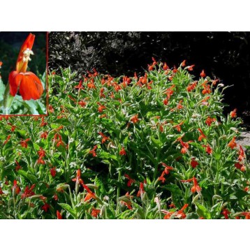 Mimulus cardinalis