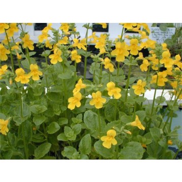 Mimulus luteus