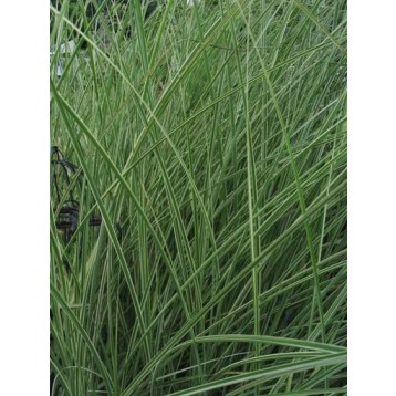 Miscanthus sinensis