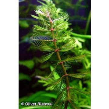 Myriophyllum spicatum