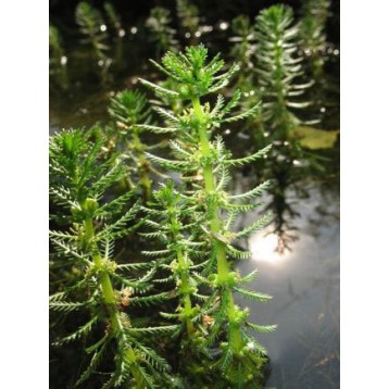 Myriophyllum verticillatum