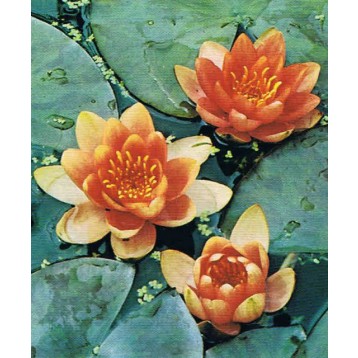 Nénuphar aurora gros pied 4 l