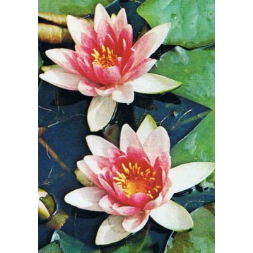 Nénuphar Charles de Meurville gros pied 4 l