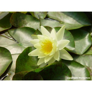 Nénuphar marliacea chromatella gros pied